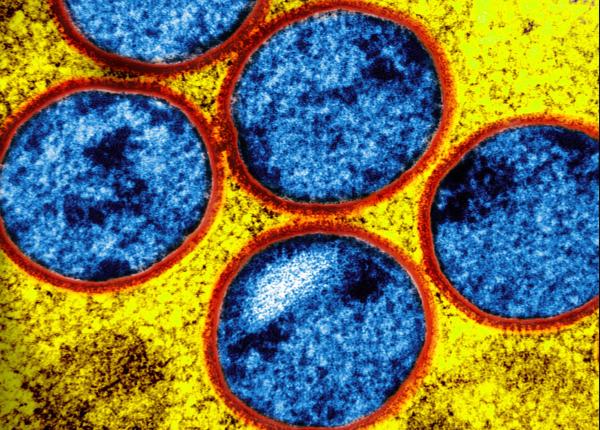 variola maimutei a ajuns in bascani primele cazuri raportate in skopje