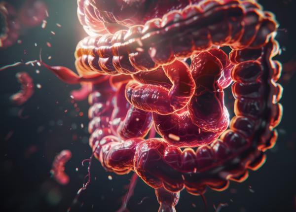 grasimile saturate ataca intestinul in doar doua zile grasimile saturate ataca intestinul in doar doua zile