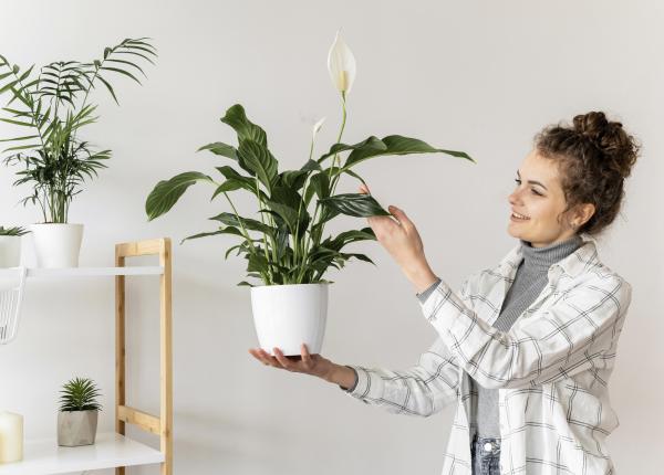 cinci flori care imbunatatesc calitatea aerului din locuinta ta si sunt usor de intretinut