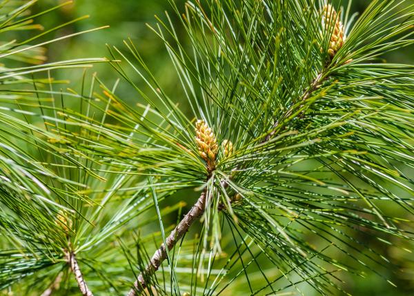 uleiul esential de cedru 5 beneficii si secrete bine pastrate de natura uleiul esential de cedru 5 beneficii si secrete bine pastrate de natura