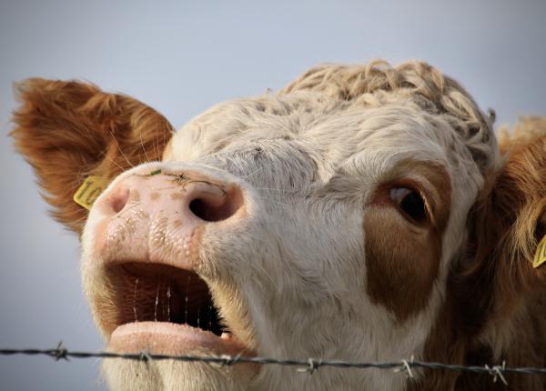 o femeie de 86 de ani si fiul ei atacati de o vaca