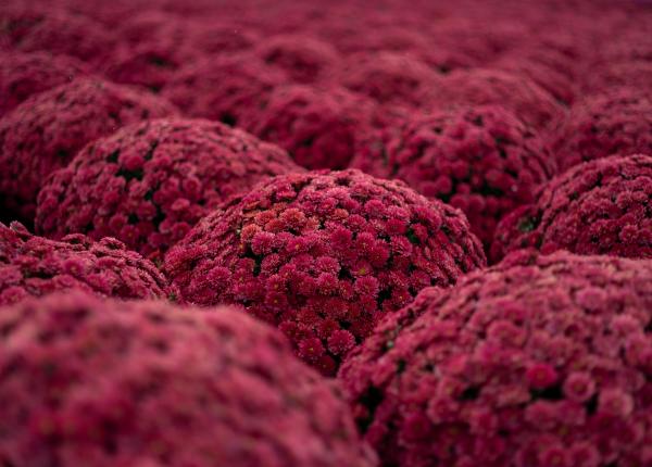 cancerul care omoara cei mai multi romani dr eliza gangone sanador principala cauza de deces cancerul care omoara cei mai multi romani dr eliza gangone sanador principala cauza de deces