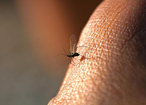 record de cazuri de boli transmise de tantari in europa record de cazuri de boli transmise de tantari in europa