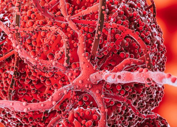 restrictia fluxului sanguin accelereaza dezvoltarea cancerului restrictia fluxului sanguin accelereaza dezvoltarea cancerului