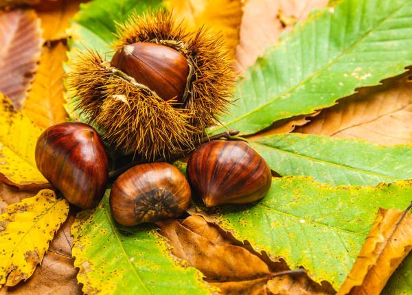 castalin extractul natural din castane creste eficienta tratamentelor impotriva cancerului