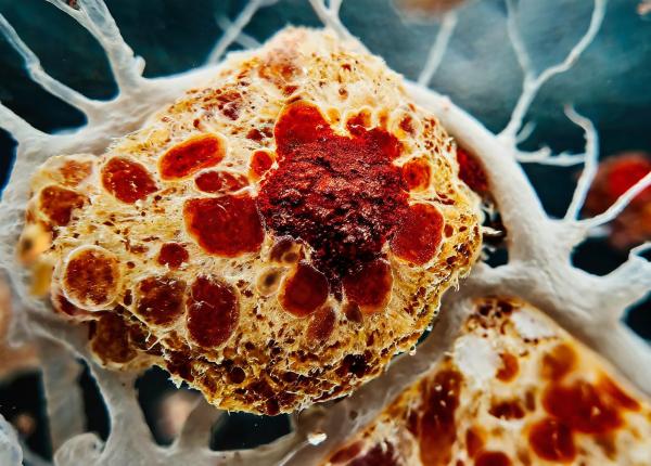 substanta din produsele de zi cu zi care poate provoca boli hepatice si cancer