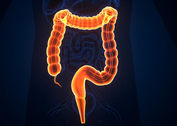 apendicele nu este un organ inutil ce spun studiile despre rolul sau in imunitate si longevitate