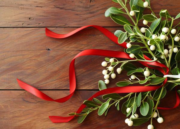 vascul planta toxica sau remediu miraculos