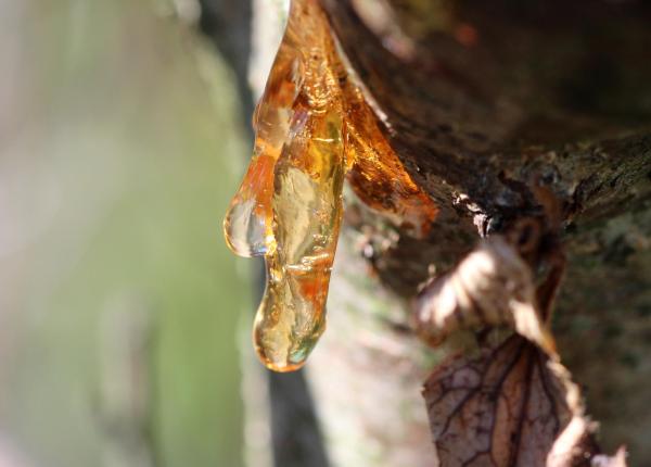 guma arborelui mastic beneficii pentru sanatatea intestinelor imunitate si inflamatie