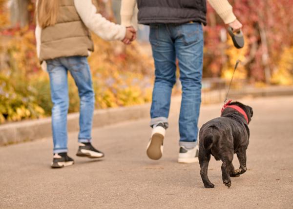 ce trebuie sa stii daca ai caine