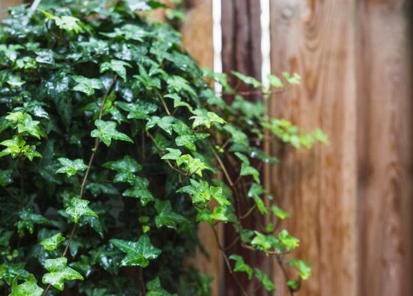 iedera englezeasca planta care purifica aerul si protejeaza sanatatea