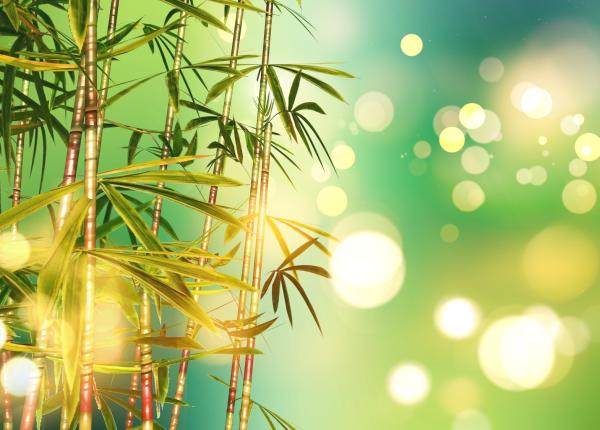 lastarii de bambus superalimentul nestiut care combate boli si sustine digestia