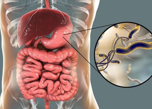 leguma care distruge helicobacter pylori din stomac bilic e numarul 1 in protectia anticancer