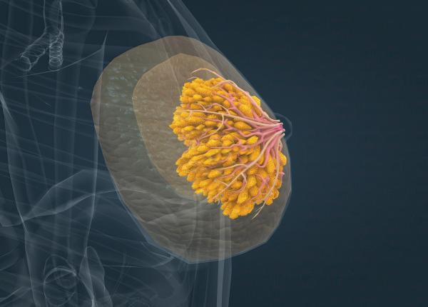 cancer de san mamografia cu inteligenta artificiala ar putea schimba screeningul