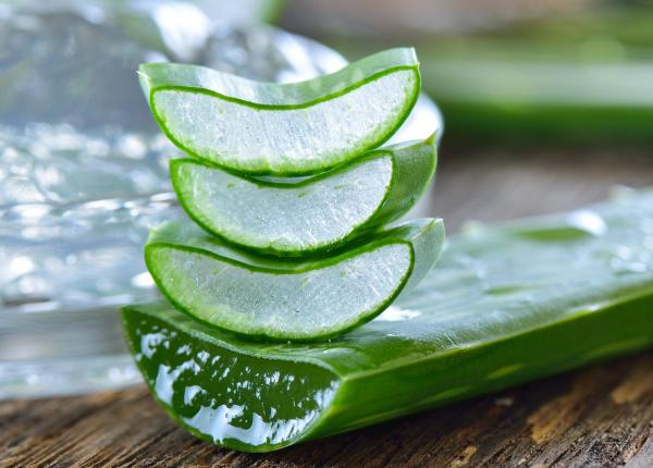 aloe vera arma naturala surprinzatoare in lupta impotriva bolii alzheimer
