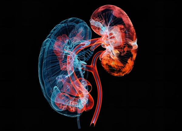 greseala banala care iti distruge rinichii si te ingrasa