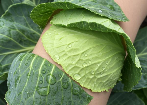 cum frunza de varza reduce durerea articulara