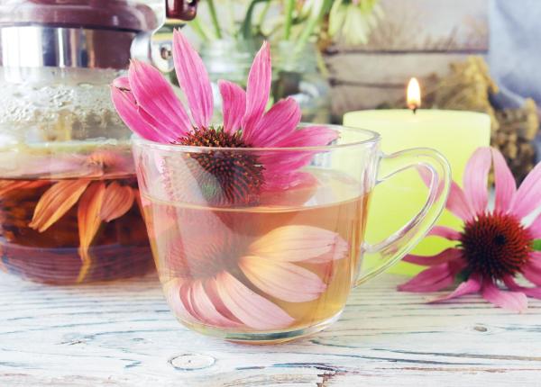 ce se intampla in corp cand bei ceai de echinacea