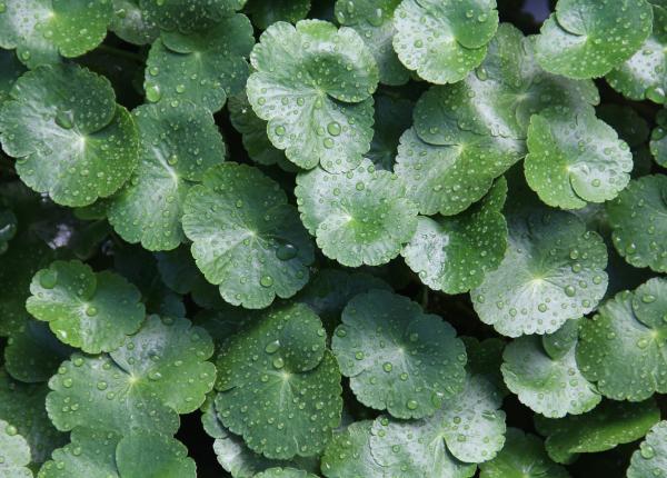 centella asiatica gotu kola ce poate face pentru piele si circulatie si la ce sa ai grija