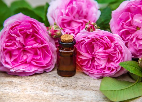 uleiul de trandafir creste materia cenusie a creierului in doar 30 de zile