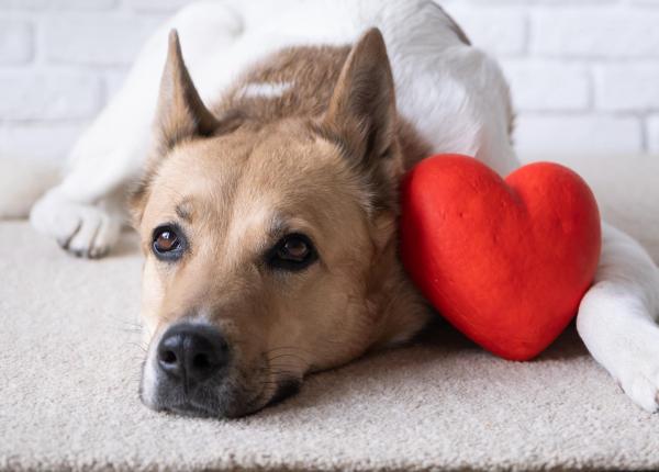 cum te ajuta cainele tau sa ai o inima sanatoasa