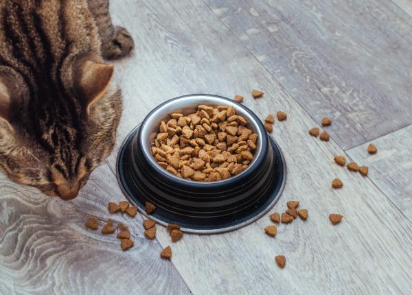 ce trebuie sa stii daca ai pisica substantele care provoaca cancer descoperite in hrana umeda populara