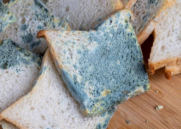 ai gasit mucegai pe o felie de paine uite de ce trebuie sa arunci toata painea