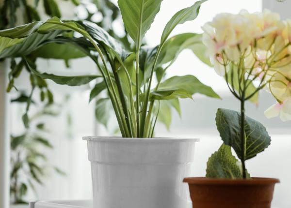 9 cele mai bune plante pentru baie ce specii rezista la umiditate si lumina variabila