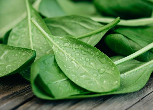 ce stim despre leurda si efectele ei asupra sanatatii