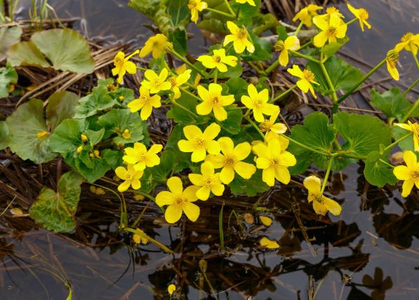 planta medicinala uitata care invinge superbacteriile tormentil solutia din mlastinile irlandei