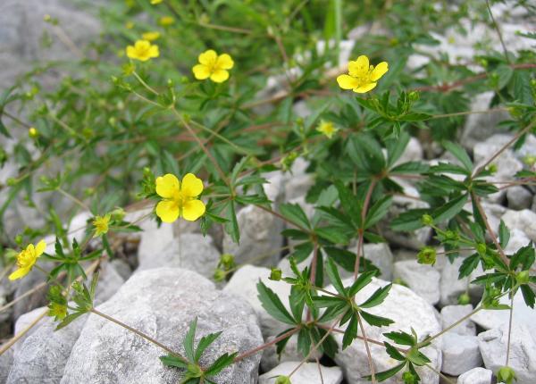 cercetatorii au gasit un aliat neasteptat impotriva infectiilor greu de tratat