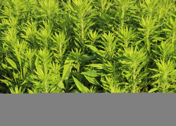 pelinul planta care intriga medicii poate calma inflamatia dar ascunde si riscuri serioase