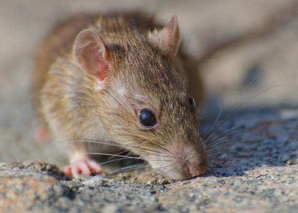 sotia unui mare actor rapusa de hantavirus