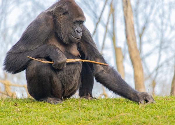 de ce 90 dintre oameni sunt dreptaci studiul care implica primatele si evolutia speciei