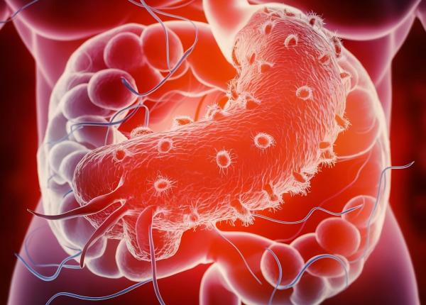 bacteria din stomac care se transmite in familie ce simptome da helicobacter pylori si cum o elimini