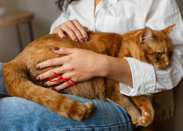 esti stresat si crezi ca te relaxezi daca iti mangai animalutul este fix pe dos
