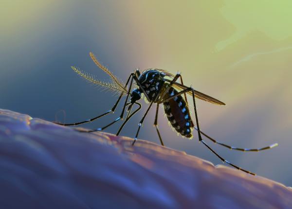 alerta sanitara in europa virusuri tropicale periculoase se extind rapid in destinatiile de vacanta