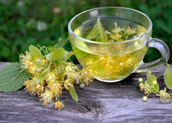 cum se culeg si se usuca corect florile de tei pentru un ceai terapeutic desavarsit
