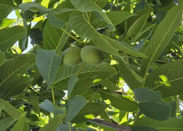 fructul de vara cu beneficii surprinzatoare ce se intampla in organism cand consumi nuci verzi