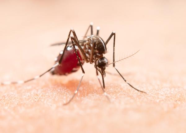 virusul west nile confirmat la o tanara de 22 de ani alte doua cazuri suspecte investigate la iasi