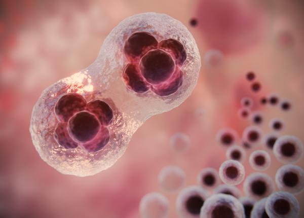 celulele stem creeaza valve cardiace ca in corpul uman descoperirea ar putea schimba tratamentul copiilor cu malformatii ale inimii