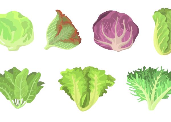 iceberg romaine sau kale care sunt cele mai sanatoase tipuri de salata