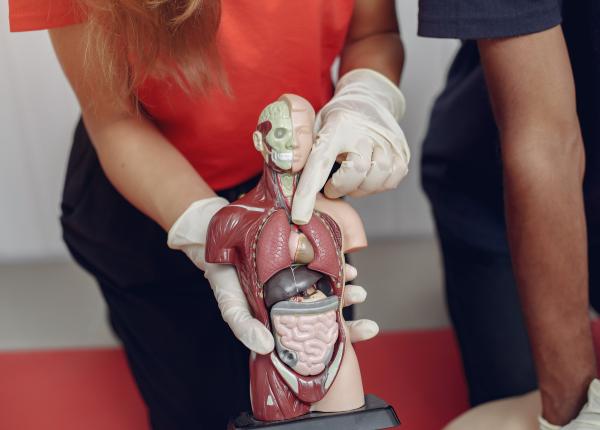 71 de curiozitati medicale adevaruri fascinante despre corpul uman si mituri pe care inca le credem