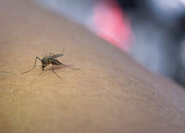 cum sa supravietuiesti tantarilor de ce unii oameni sunt bufetul preferat al insectelor