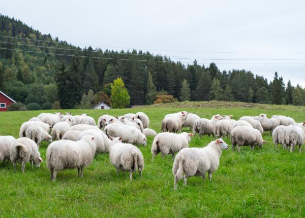 alerta medicala in romania un virus contagios se raspandeste printre oi ce au descoperit veterinarii
