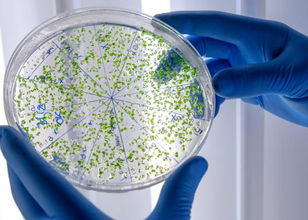 salmonella nu ii imbolnaveste pe toti la fel cand ramane in intestin si cand ajunge in sange