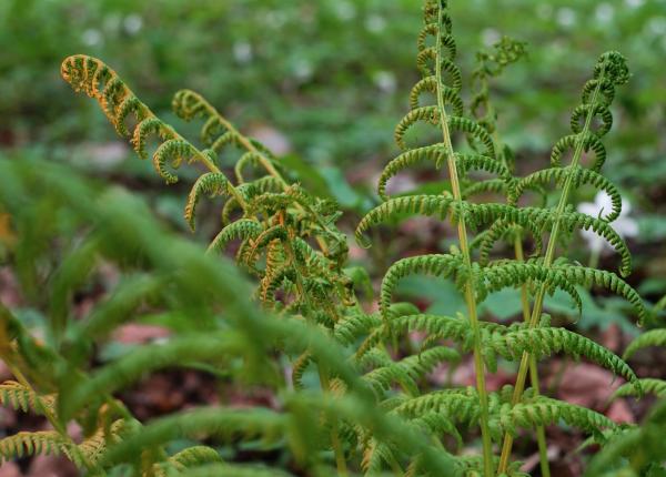este sezonul ambroziei deci sezonul alergiilor care sunt totusi beneficiile acestei plante