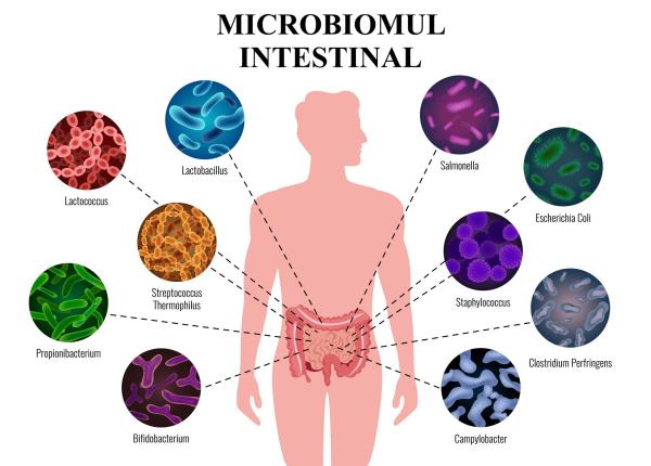microbiomul intestinal poate da alarma inaintea diabetului de tip 2 sute de bacterii se schimba inainte ca glicemia sa creasca