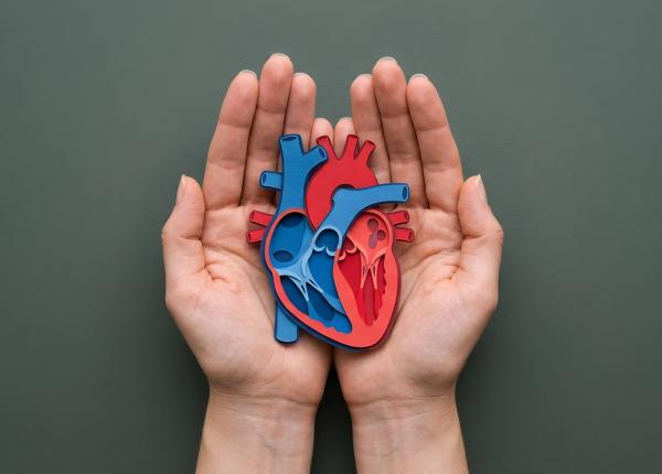 inima ar putea avea un comutator de reparare cercetatorii au descoperit cum poate fi reactivat dupa infarct