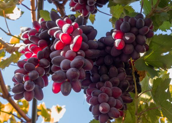 ce se intampla cu digestia dupa ce mancam struguri descoperirea cercetatorilor romani